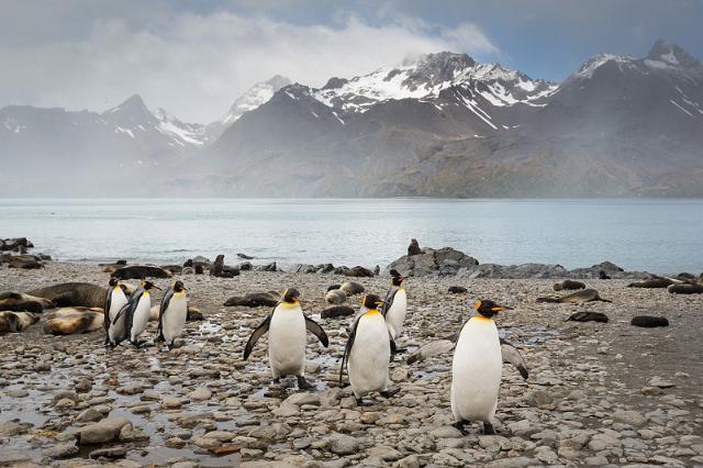 046 Zuid-Georgie, Fortuna Bay, koningspinguins.jpg